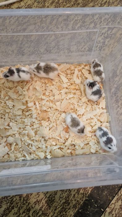 Мини хамстери хамстери