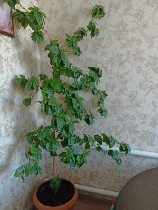 Продам розу китайскую.