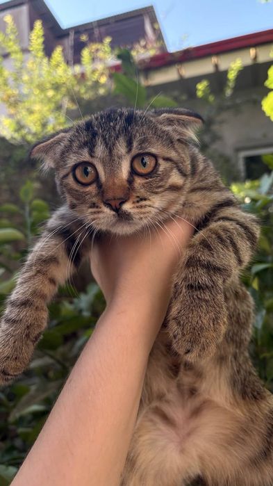 Бесплатный котёнок