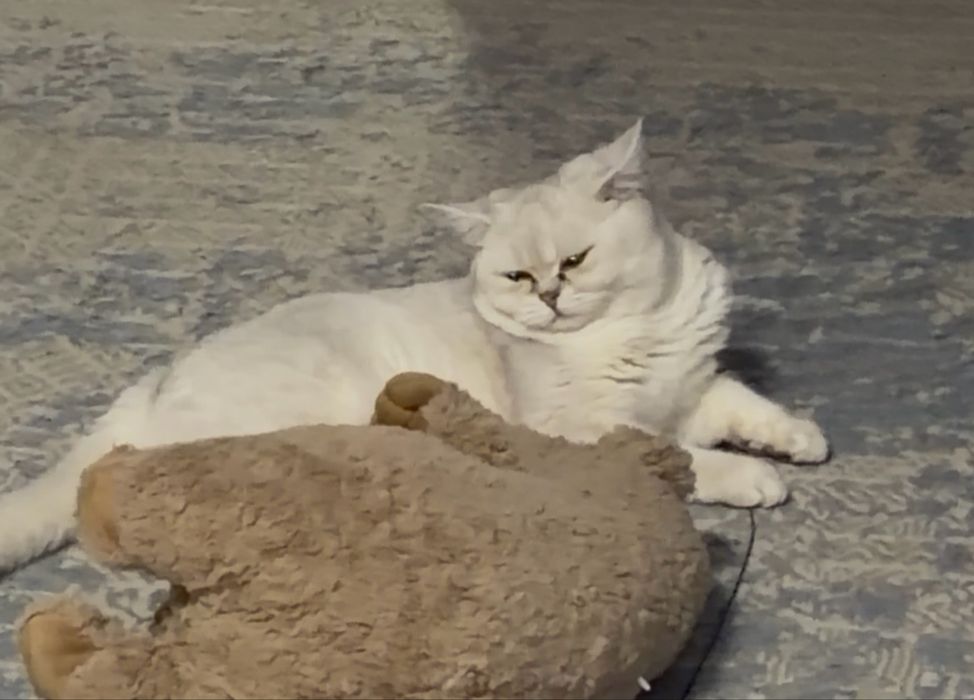 Продается британский кот