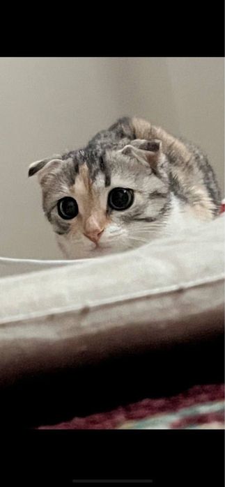 Кошка шодлански