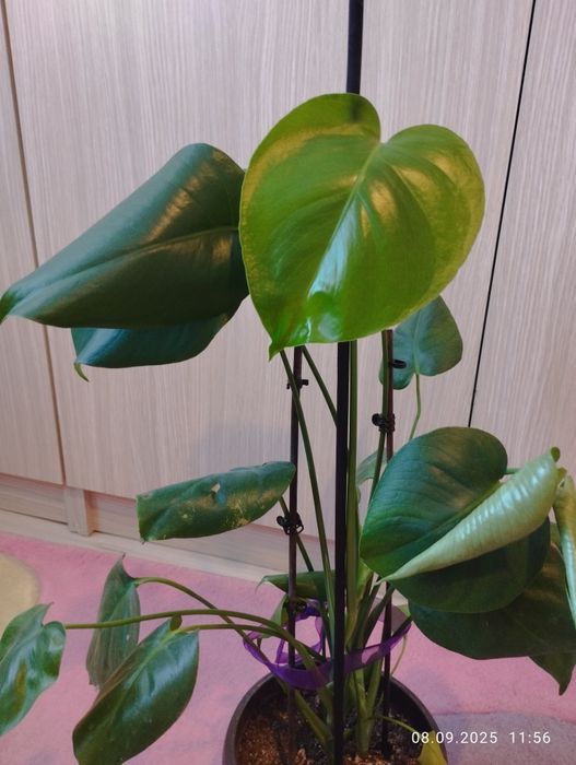 монстера в саксия