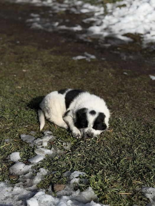 Алабай тобет кушык