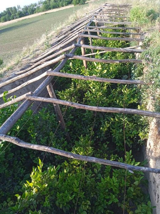 Ер участка богдорчилик ва дехкончилик учун 25 сотих Туйтепада