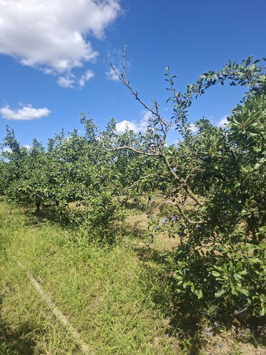 PRUNE pentru țuică