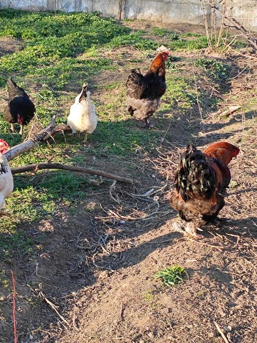 Брама петух модный