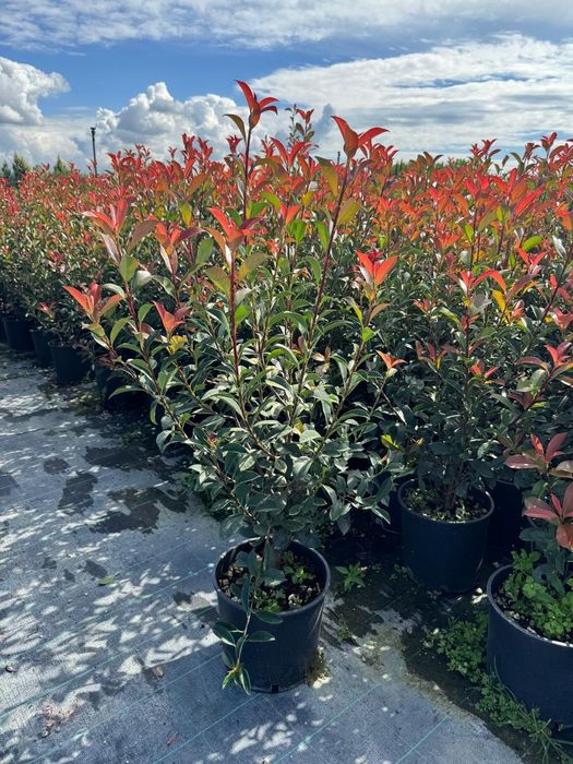 Tuia  leylandi  plante  bambus