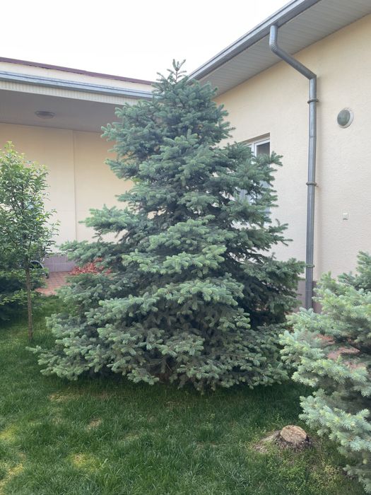 Продам голубой ель