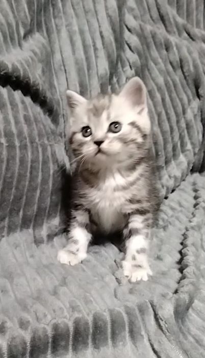 Шотландский прямоухий мальчик.