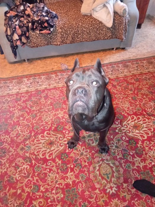 Вязка сабаки коне-корсе