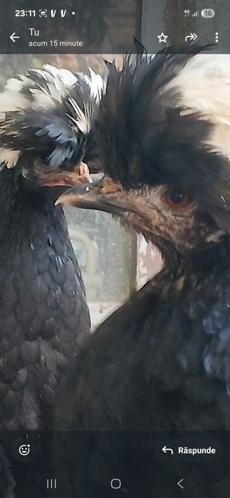 Vând moțate olandeze