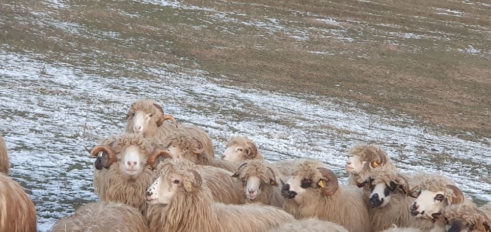 Vand Oi turcane +miei+berbeci