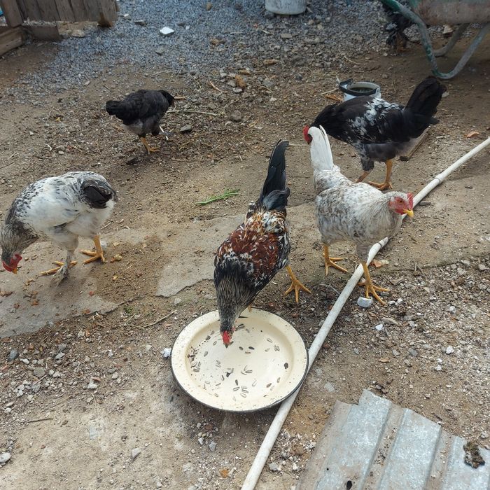 Продаётся курица