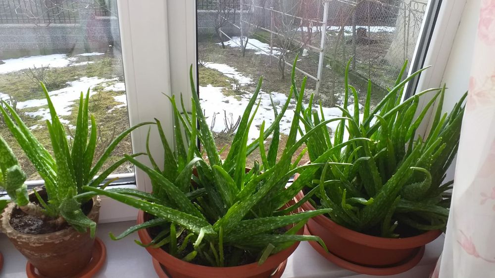 Aloe vera