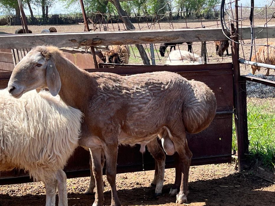 Продаётся Арашан Қошқар