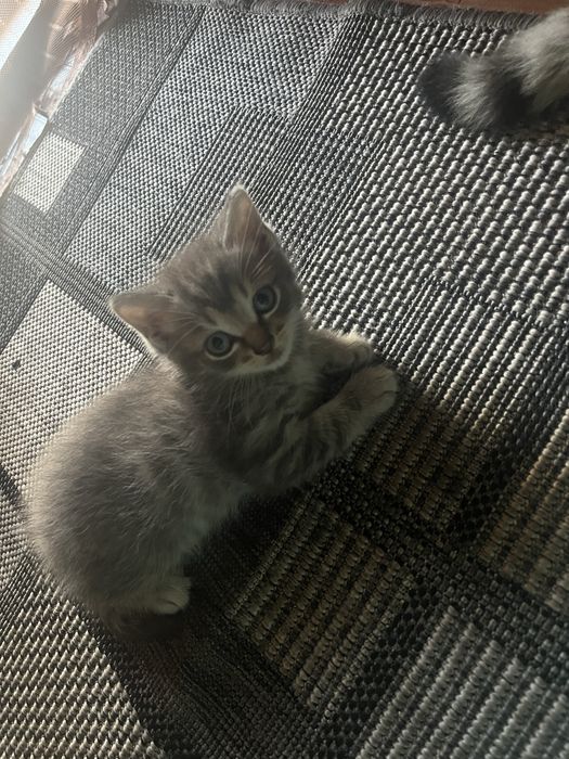 Отдам даром двух котят