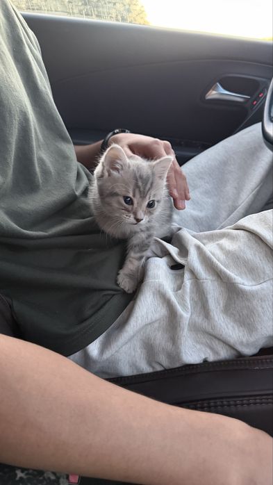 котенок отдам в добрые руки