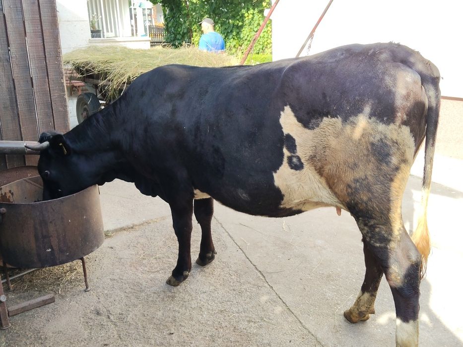 Vaca gestanta intretinuta