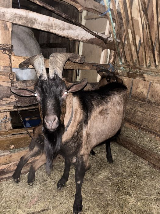 Vand țap si iadă alpin fracez