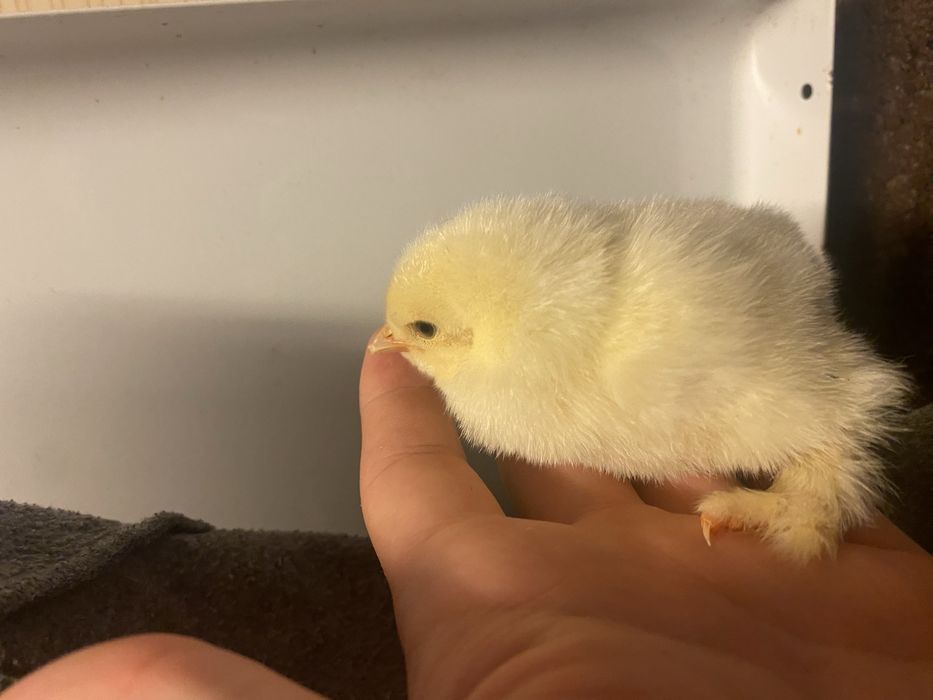 Vand pui Australorp si Brahma HD