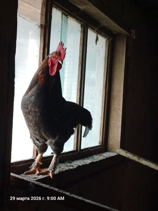 Кораз сатылады срочно