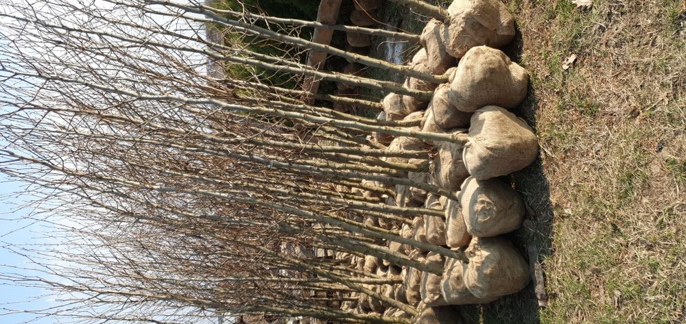 Plante tuia magnolia platan mesteacăn