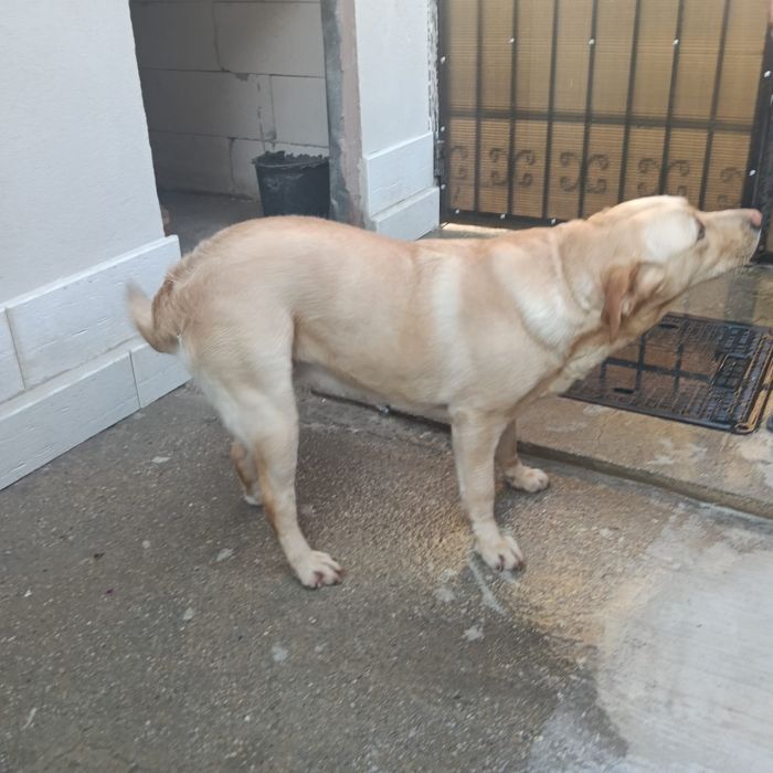 Donez  caine Labrador