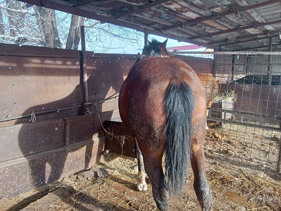 Айгыр сатылады семиз