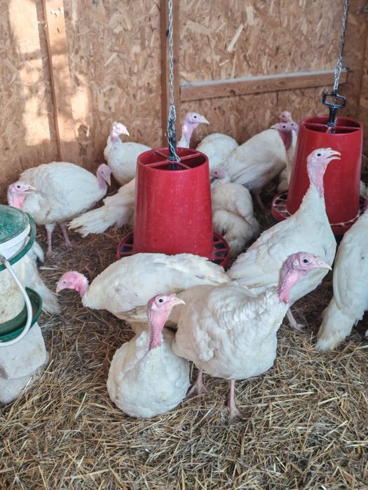 Vând curcani 4-6 kg, livrare gratuita in Buc și Ilfov