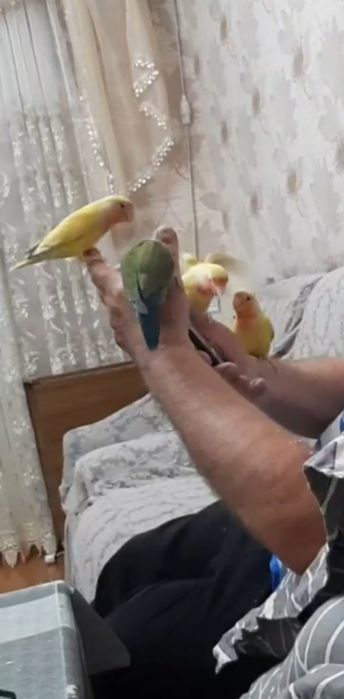 Ручные попугаи неразлучники