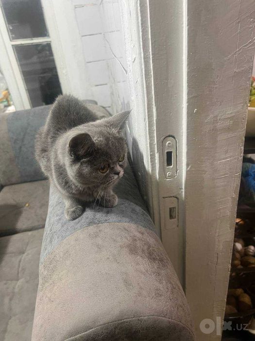 Zotli mushuk sotiladi arzon kelishamiz British Shorthair