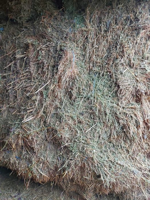 Baloti trifoi de vanzare