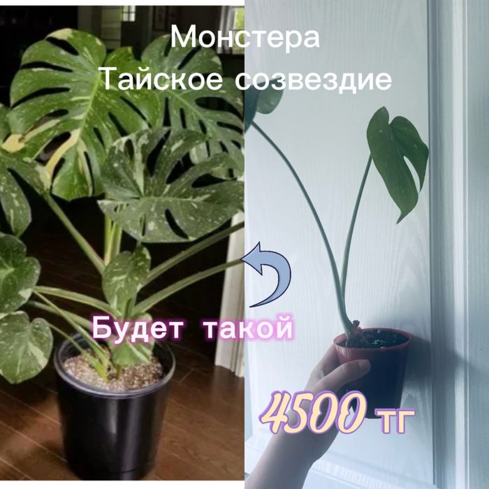Монстеры, сингониумы, филодендрон
