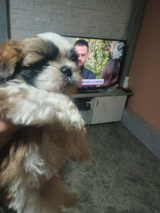Nou Cătel șih-tzu