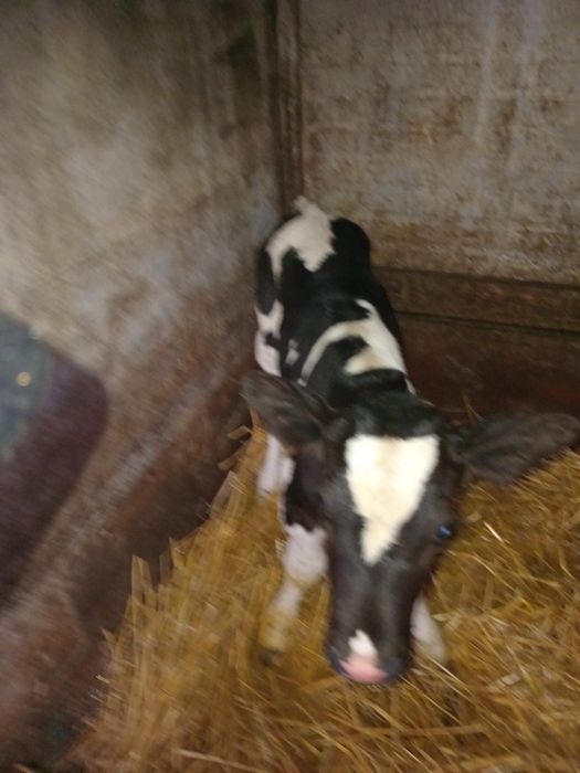 Vând un tăuraș  bălțat