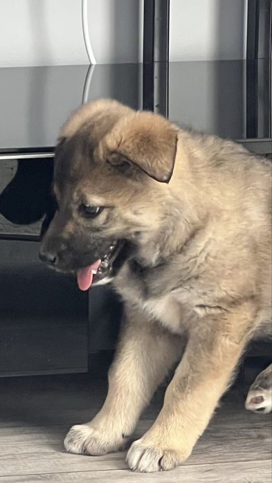 Малышка в Добрые Руки