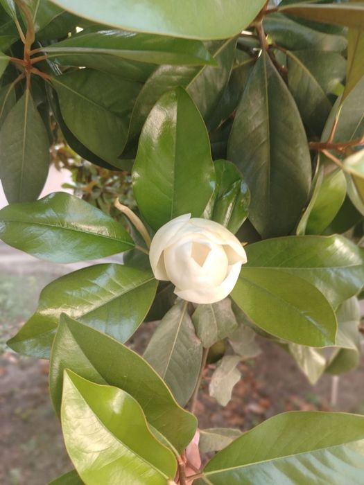 Magnolya daraxt sotiladi 12 yili
