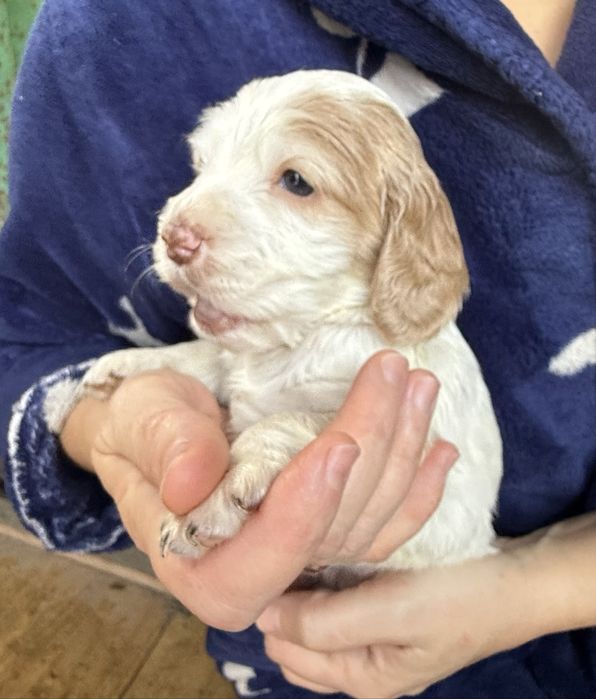 Продам русских спаниель