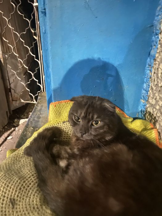 породистый котик