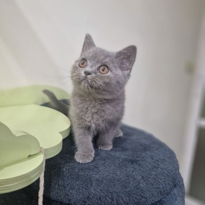 Чистокръвни Британски късокосмести котенца