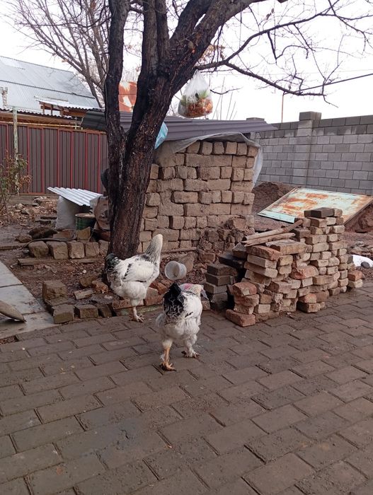 Қораз Сатылады брама