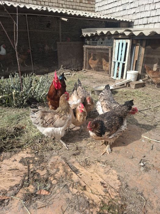 Домашний яйцо (тухум)