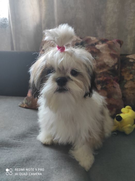 Подрощенные щенки Ши-Тцу