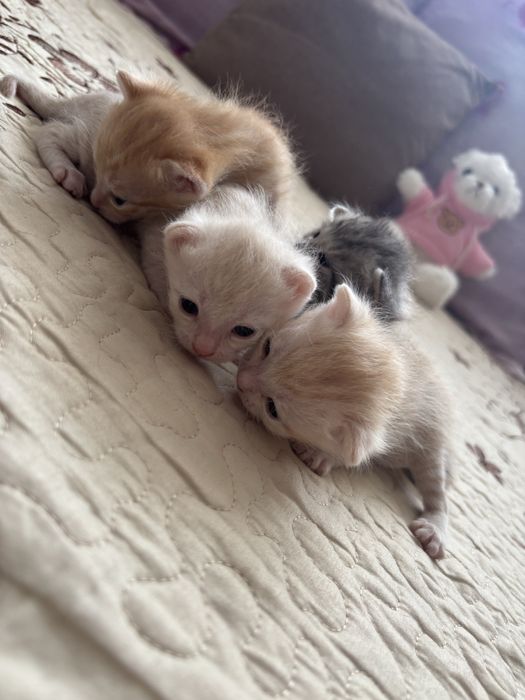 Кошка с котятами