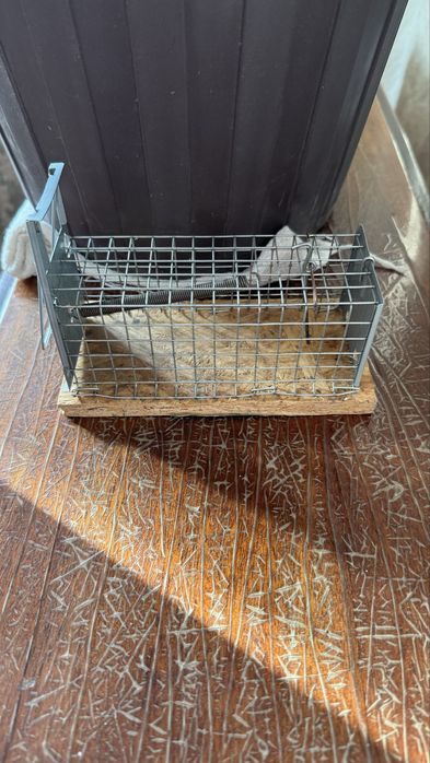 Мышеловка запирающаяся