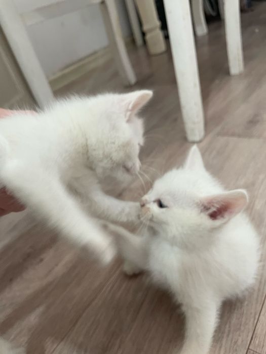 Отдам котят в хорошие руки