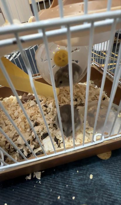 Продам хомяков джунгариков