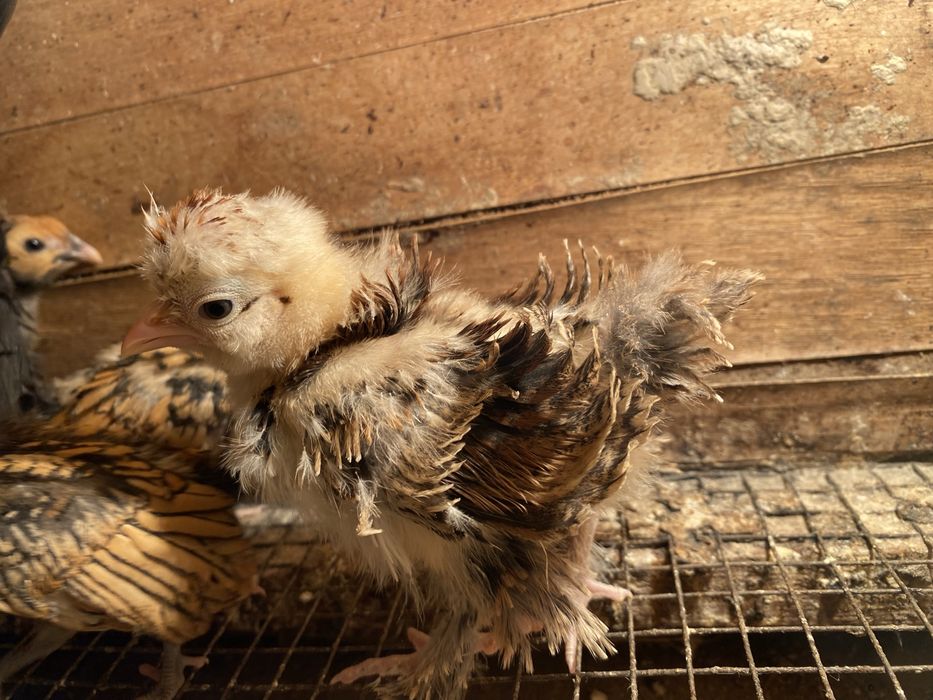 Кудряшка карлик 8 штук