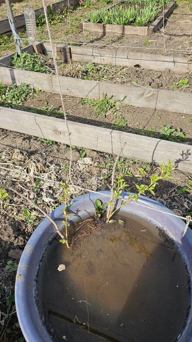 Отдам иву ростки