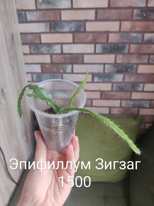 Суккуленты седумы